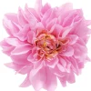 Fermacapelli - Wonderful Flower