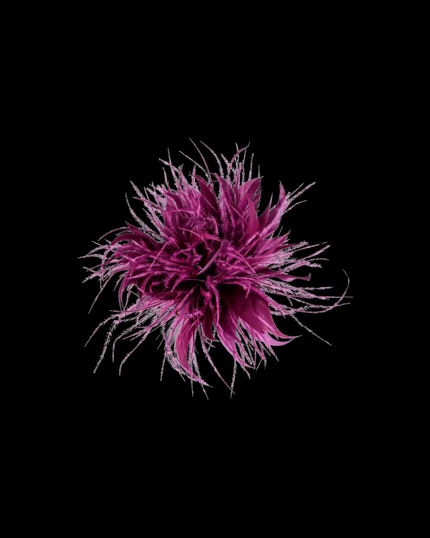 Fermacapelli - Wonderful Purple