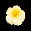 Fermaglio per capelli - Yellow Blossom