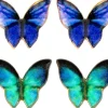 Set di orecchini a perno - Blue Wings